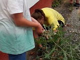 Pracujeme na zahrad_004